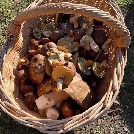 Gaestesuite Am Waldrand, Ausstieg Auf Zeit Lejlighed *