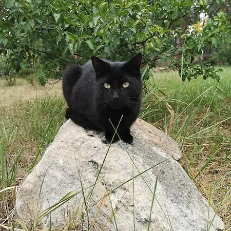 아파트 Gaestesuite Am Waldrand, Ausstieg Auf Zeit Heideblick