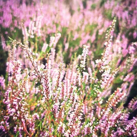 Gaestesuite Am Waldrand, Ausstieg Auf Zeit 아파트