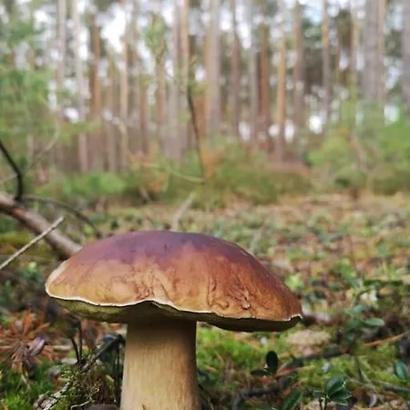 Gaestesuite Am Waldrand, Ausstieg Auf Zeit Lejlighed Heideblick