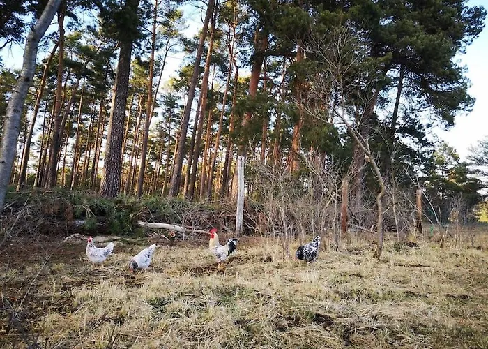 Daire Gaestesuite Am Waldrand, Ausstieg Auf Zeit