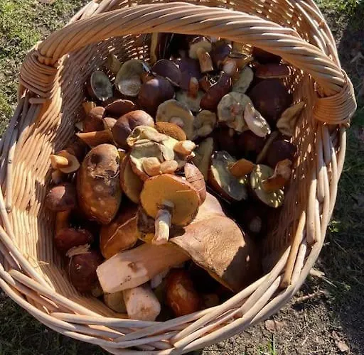 Gaestesuite Am Waldrand, Ausstieg Auf Zeit Daire *