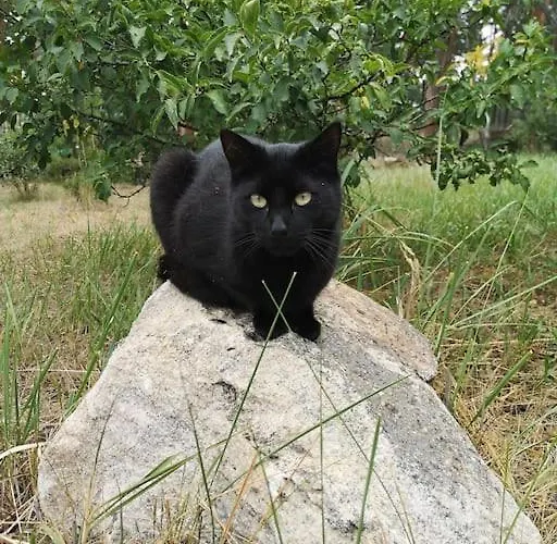 Appartement Gaestesuite Am Waldrand, Ausstieg Auf Zeit Heideblick