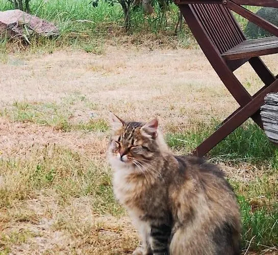 Appartement Gaestesuite Am Waldrand, Ausstieg Auf Zeit Heideblick