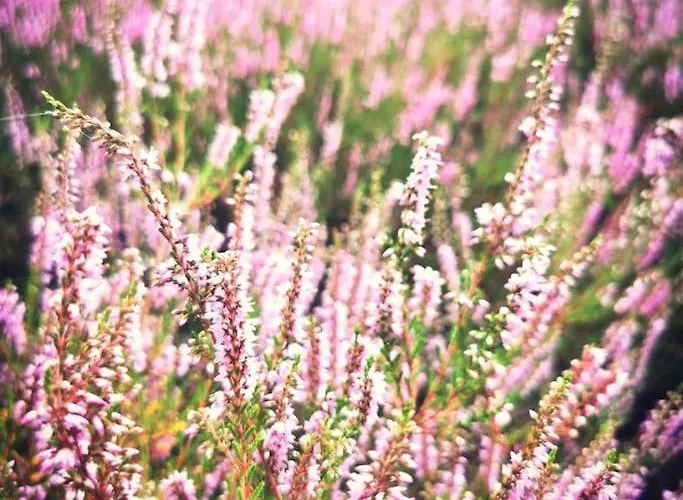 Gaestesuite Am Waldrand, Ausstieg Auf Zeit Appartement