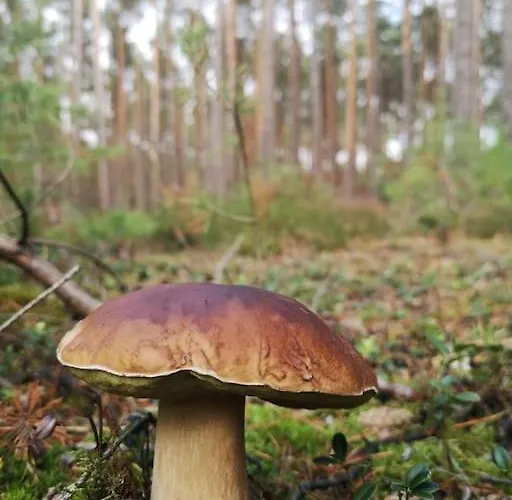 Gaestesuite Am Waldrand, Ausstieg Auf Zeit Daire Heideblick
